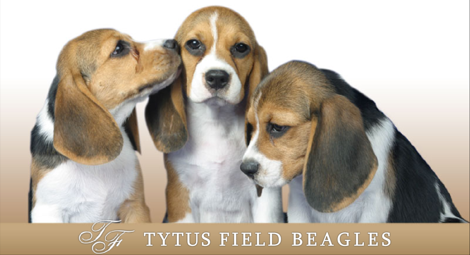 3 Beagle Dogs